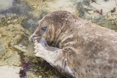 Sneezy Seal