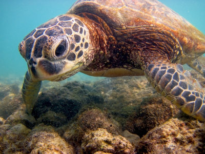 Floating Sea Turtle