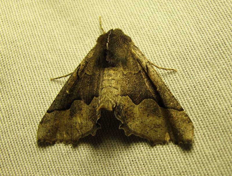 moth-03-13-03-2010.jpg
