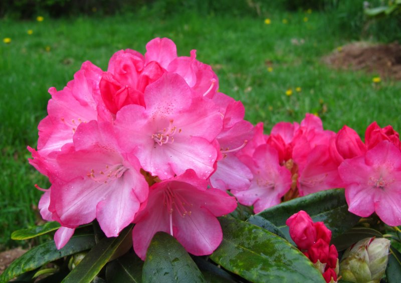 Fantastica - rhododendron