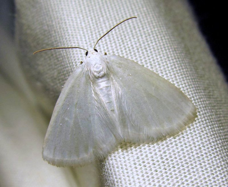 Lomographa vestaliata (Guenee) - 6667 - White Spring Moth