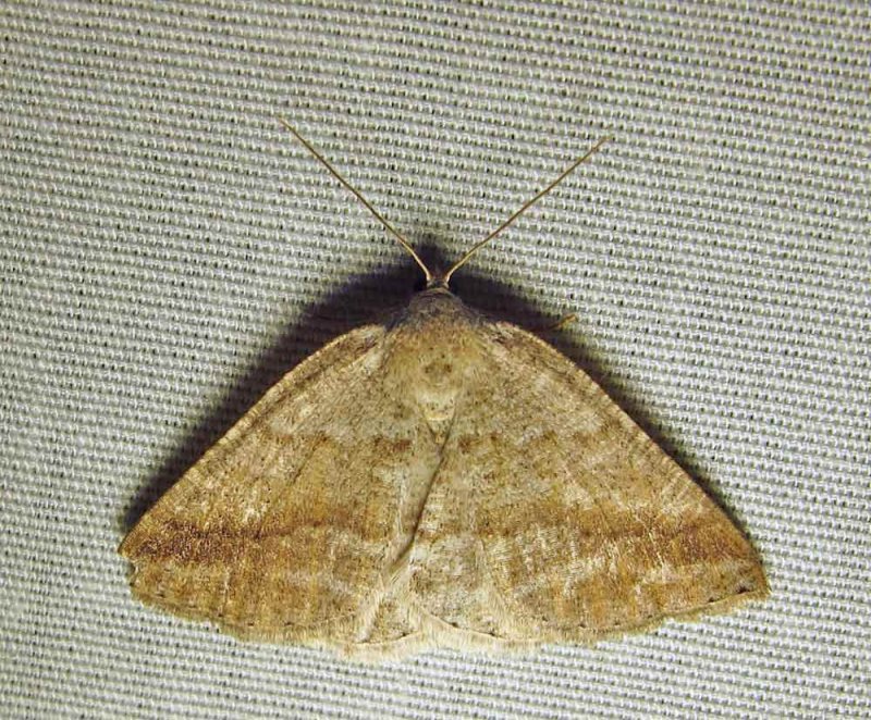 Homochlodes fritillaria (probable) - 6812 - Pale Homochlodes
