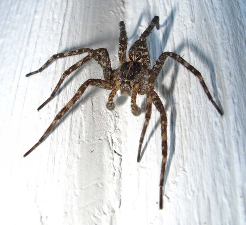 dolomedes-21-05-2010  (male)