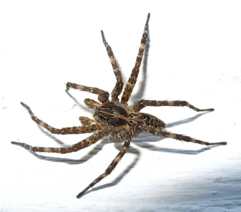 dolomedes-21-05-2010 (male)