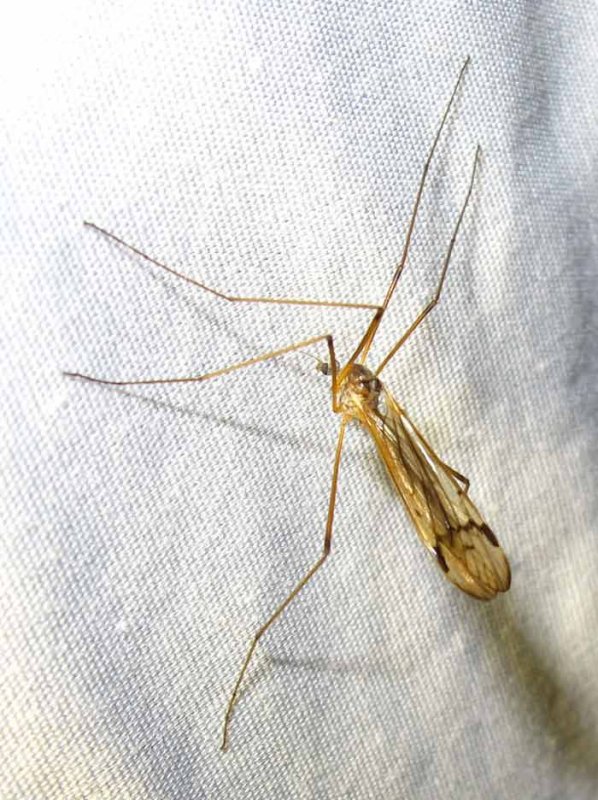 cranefly-24-05-2010-2.jpg