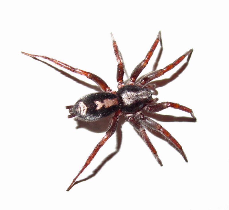 Herpyllus ecclesiasticus - Parson Spider