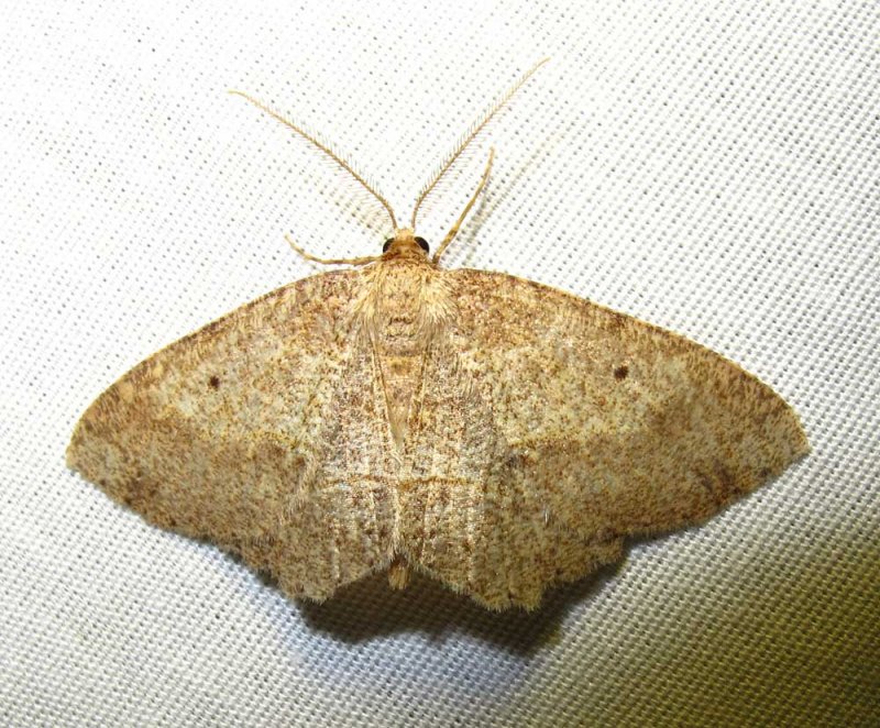 Melanolophia signataria - 6621 - Signate Melanolophia