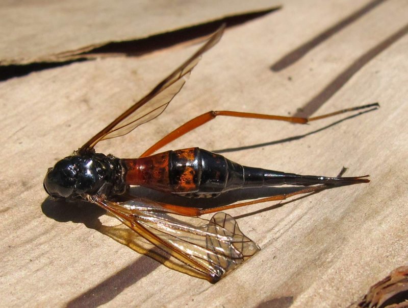 Ctenophora dorsalis (?) crane fly (female)