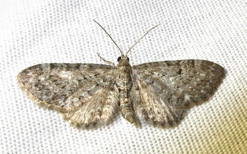 Eupithecia russeliata - (probable) - 7526