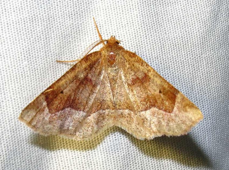 Metarranthis hypocharia - 6826