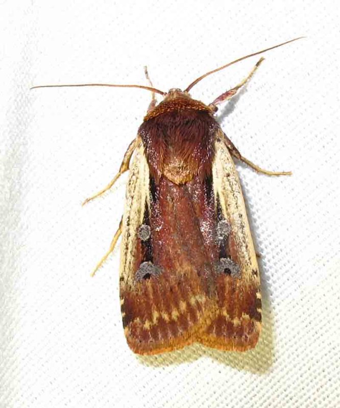 Ochropleura implecta - 10891 - Flame-shoulder