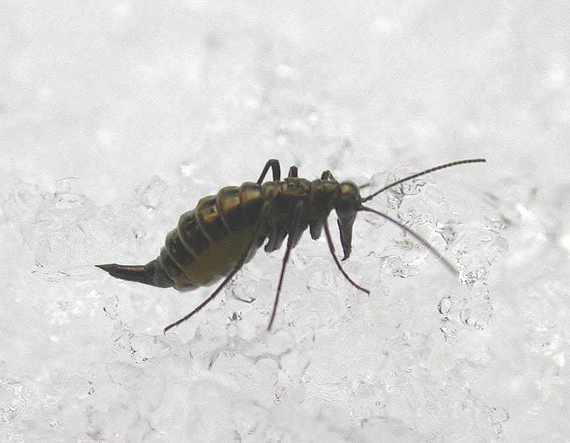 Snow Scorpionfly - <i>(Boreus sp.)</i> - 1