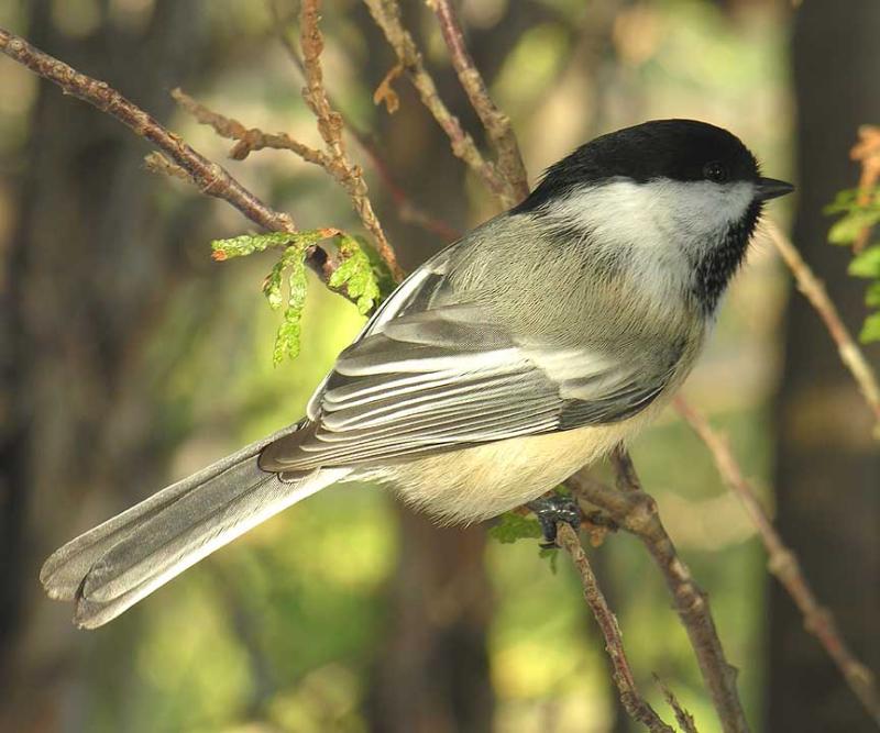 Chickadee