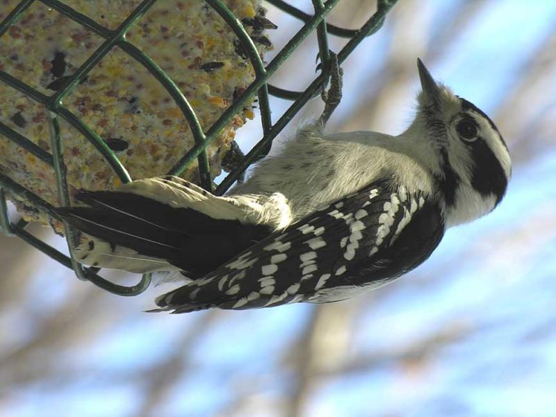 Downy Woodpecker  -  female