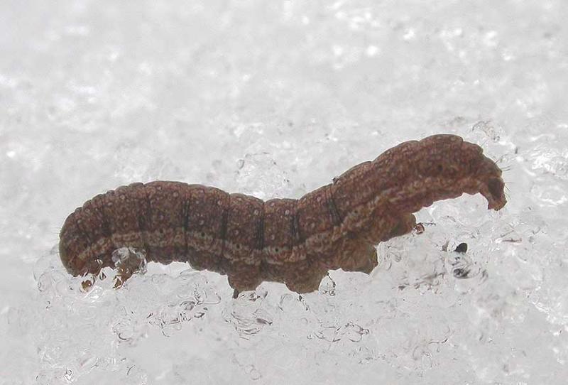 caterpillar