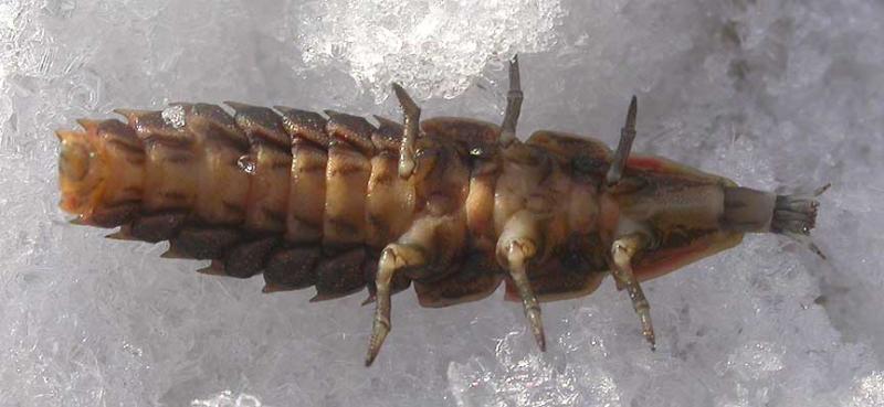 firefly larva - under view