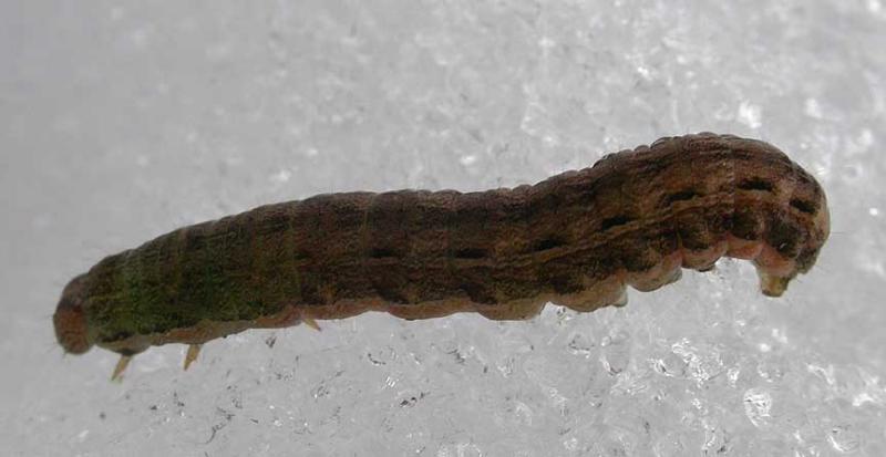 Caterpillar - side view