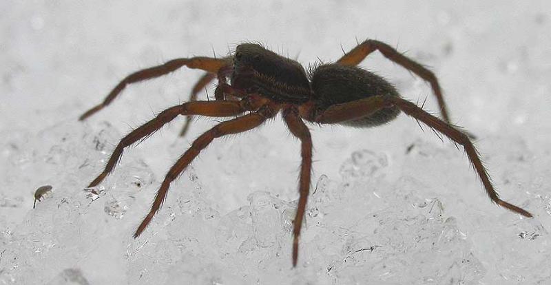 spider-1-1.jpg