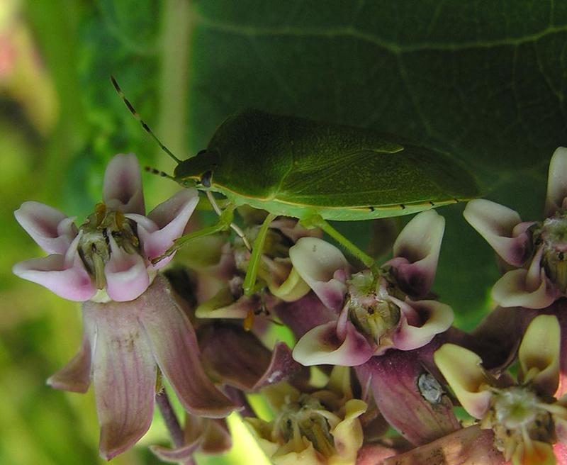 stinkbug feeding on milkweed