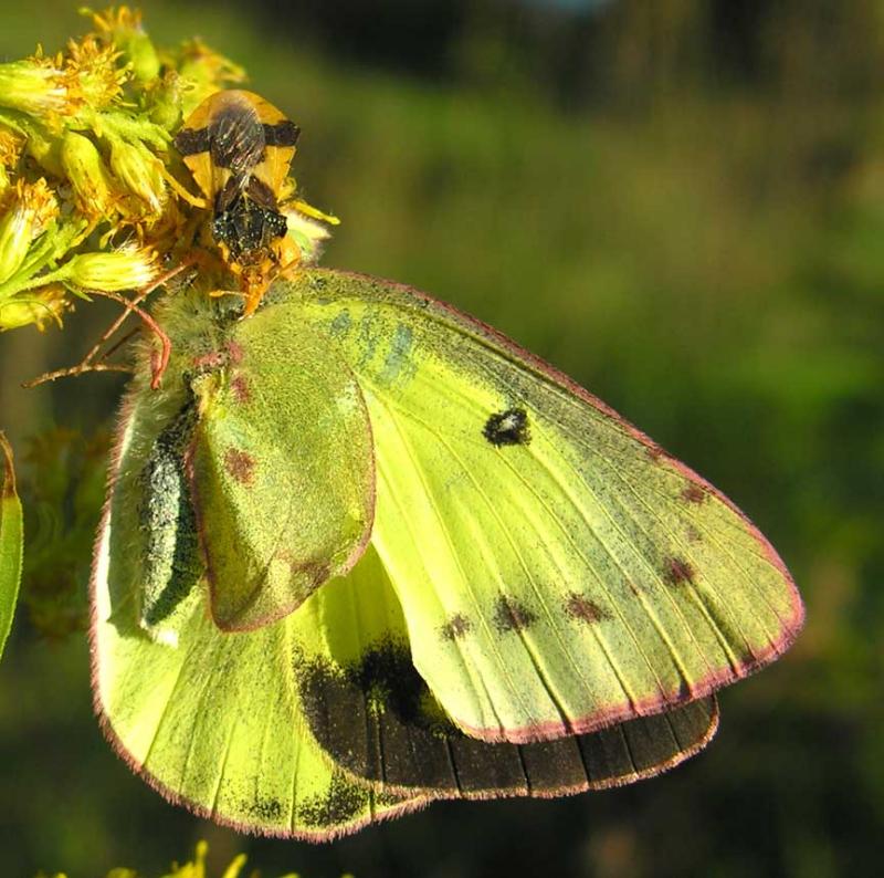 female phymata with butterfly