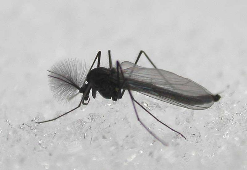 feathery antennae is a male midge - family Chironomidae