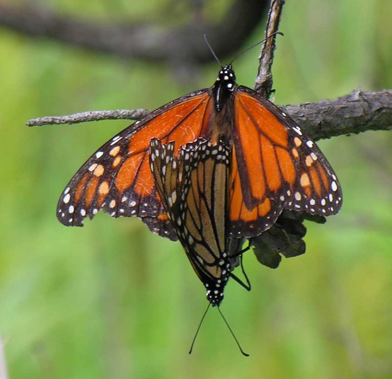 monarch-pair-1-large.jpg