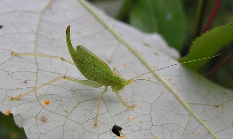 Katydid - found at Rooster Rock