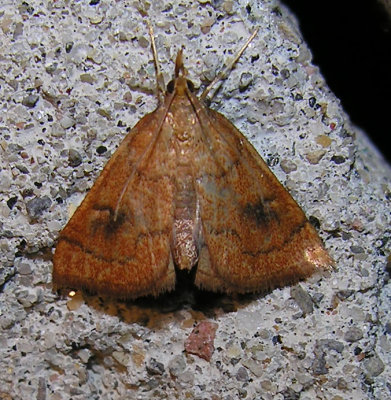 Fumibotys fumalis - 4950 - Mint Root Borer Moth