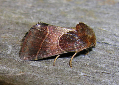 Schinia arcigera - 11128 - Arcigera Flower Moth