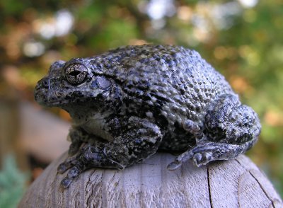 Hyla versicolor - Gray Tree Frog - photo 1