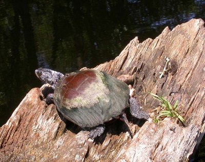 Painted Turtle - Chrysemys picta - basking on a log