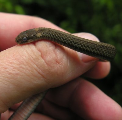 Storeria occipitomaculata occipitomaculata - Northern Red-bellied Snake