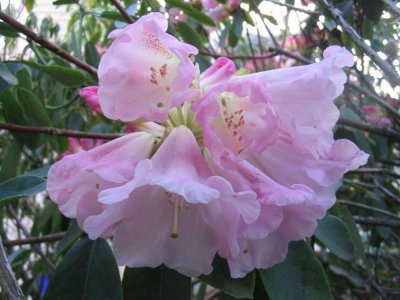 rhodies