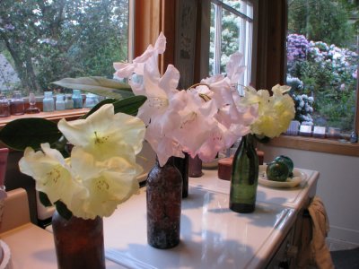 Rhododendrons & Other Stuff