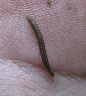 small millipede