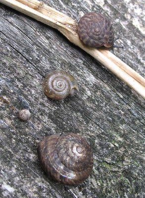 Four snails from Lanark Bioblitz