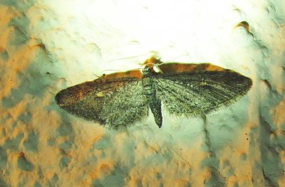Eupithecia scabrogata (probable)) - 7583