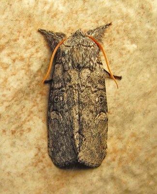 moth-03-13-2010-3.jpg
