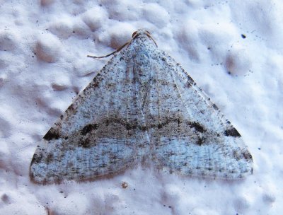 moth-03-14-2010-1.jpg
