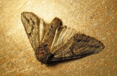 moth-03-13-2010-2.jpg