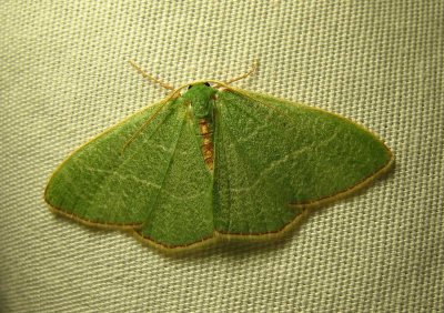 moth-22-03-2010-1.jpg