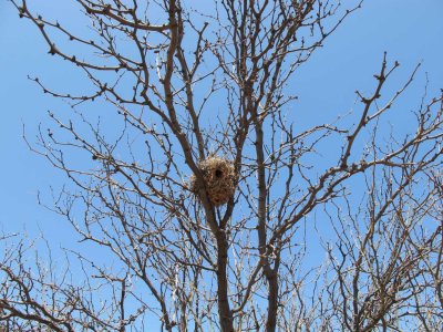 Verdin nest in a mesquite tree