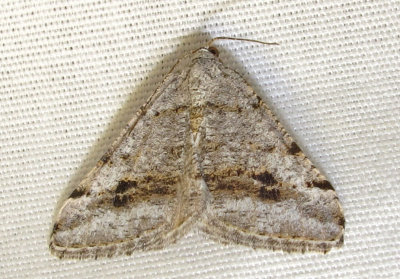 moth-1-29-03-2010.jpg