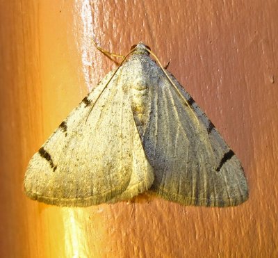 moth-2-29-03-2010.jpg
