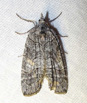 moth-3-29-03-2010.jpg