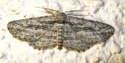 moth-1-25-03-2010.jpg
