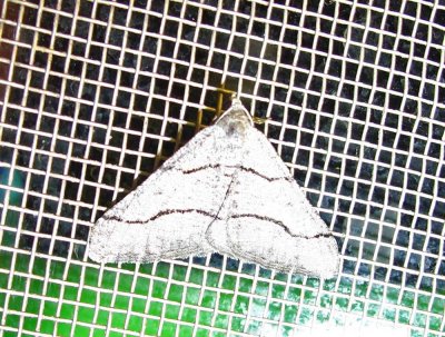 moth-3-25-03-2010.jpg