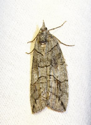 moth-4-25-03-2010.jpg