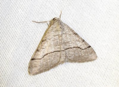 moth-5-25-03-2010.jpg