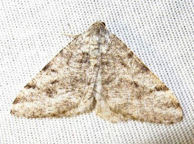 moth-7-25-03-2010.jpg